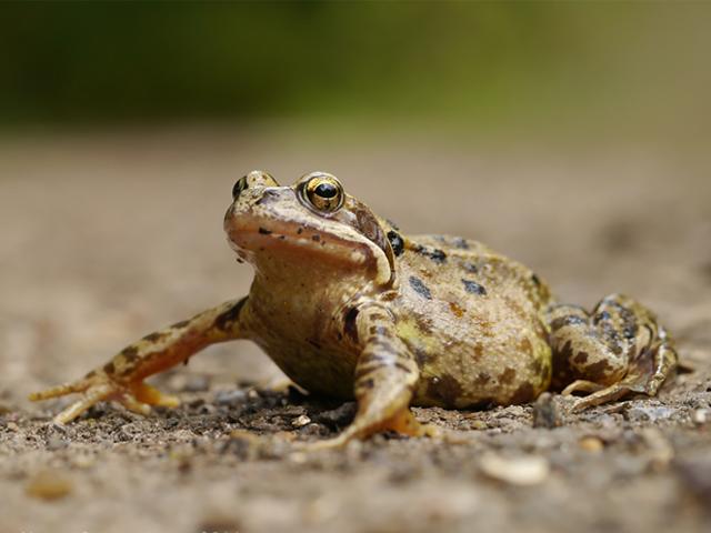 Common Frog