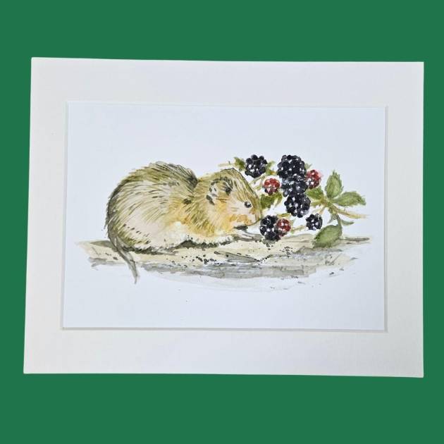 10x8 Mounted fine art water vole prnt